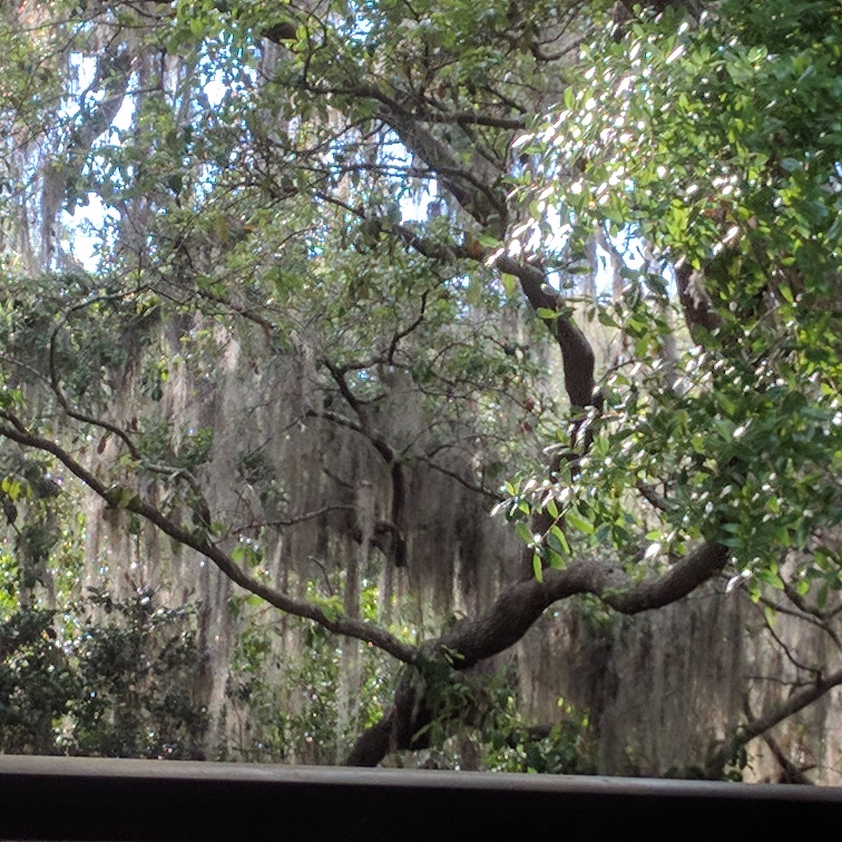 Spanish Moss on an old oak tree across from my house